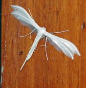 Sølvfjærmøll (Pterophorus pentadactyla)