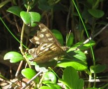 Speckled Wood (Pararge aegeria)