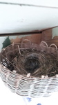 White Wagtail (Motacilla alba)