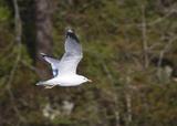 Fiskemåke (Larus canus)