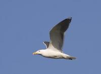 Svartbak (Larus marinus)