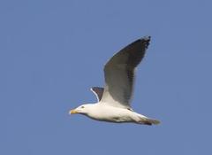 Svartbak (Larus marinus)