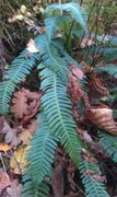 Bjørnekam (Blechnum spicant)