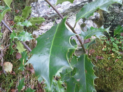 Kristtorn (Ilex aquifolium)