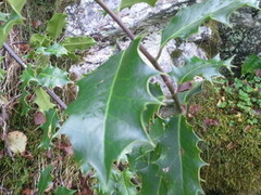 Kristtorn (Ilex aquifolium)