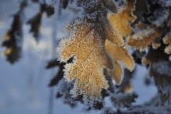 Oak (Quercus sp.)