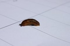 Dusky Arion (Arion fuscus)