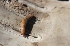 Gray field slug (Deroceras reticulatum)