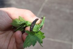 Giant Garden Slug (Limax maximus)