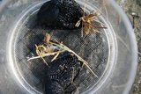 Brun × svartskogsnegl (hybrid) (Arion vulgaris × ater)