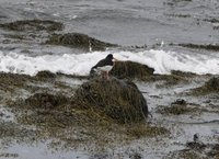 Tjeld (Haematopus ostralegus)