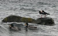 Tjeld (Haematopus ostralegus)