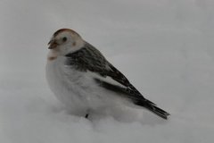 Snøspurv (Plectrophenax nivalis)