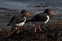 Tjeld (Haematopus ostralegus)