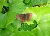 Fløyelsringvinge (Erebia ligea)