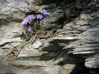 Blåveis (Hepatica nobilis)