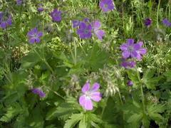 Skogstorkenebb (Geranium sylvaticum)