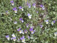 Stemorsblom (Viola tricolor)