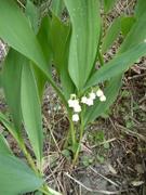 Liljekonvall (Convallaria majalis)