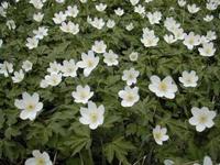 Hvitveis (Anemone nemorosa)