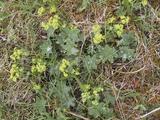 Marikåpe (Alchemilla sp.)