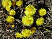 Hestehov (Tussilago farfara)