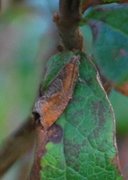 Augustkveldvikler (Epinotia solandriana)