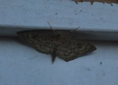 Mother of Pearl (Patania ruralis)