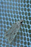 Agonopterix arenella