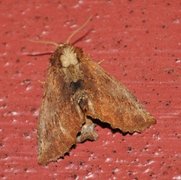 Coxcomb Prominent (Ptilodon capucina)