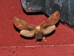 Coxcomb Prominent (Ptilodon capucina)