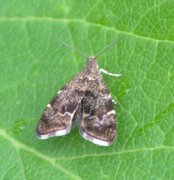 Neslebredmøll (Anthophila fabriciana)