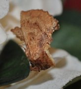 Coxcomb Prominent (Ptilodon capucina)