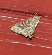 Brown China-mark (Elophila nymphaeata)