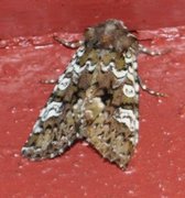 Cameo (Crypsedra gemmea)