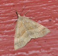 Snout (Hypena proboscidalis)