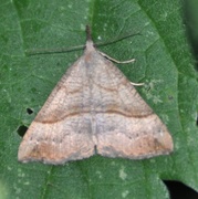 Snout (Hypena proboscidalis)