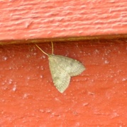 Dusky Pearl (Udea prunalis)