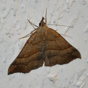 Snout (Hypena proboscidalis)