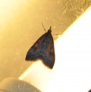 Dusky Pearl (Udea prunalis)