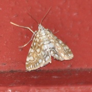 Flekkdammott (Elophila nymphaeata)