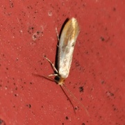 Rødgul reirmøll (Tinea semifulvella)