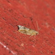 Red Piercer (Lathronympha strigana)