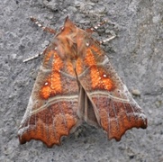 The Herald (Scoliopteryx libatrix)