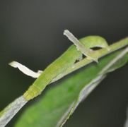 Flikfly (Scoliopteryx libatrix)