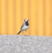 Linerle (Motacilla alba)