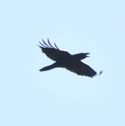 Ravn (Corvus corax)