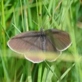 Gullringvinge (Aphantopus hyperantus)