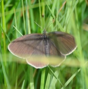 Ringlet (Aphantopus hyperantus)
