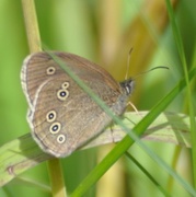 Ringlet (Aphantopus hyperantus)
